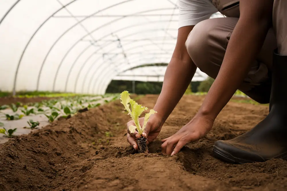 Asesoramiento técnico agrario