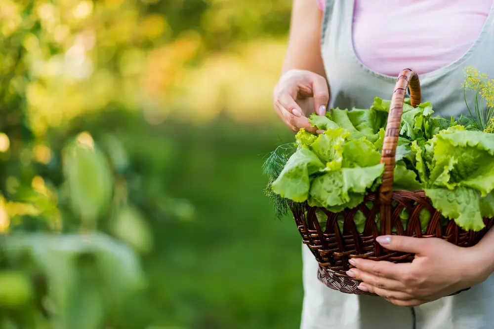 Cultivo riojano agrícola
